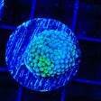 Rainbow Ricordea Coral
