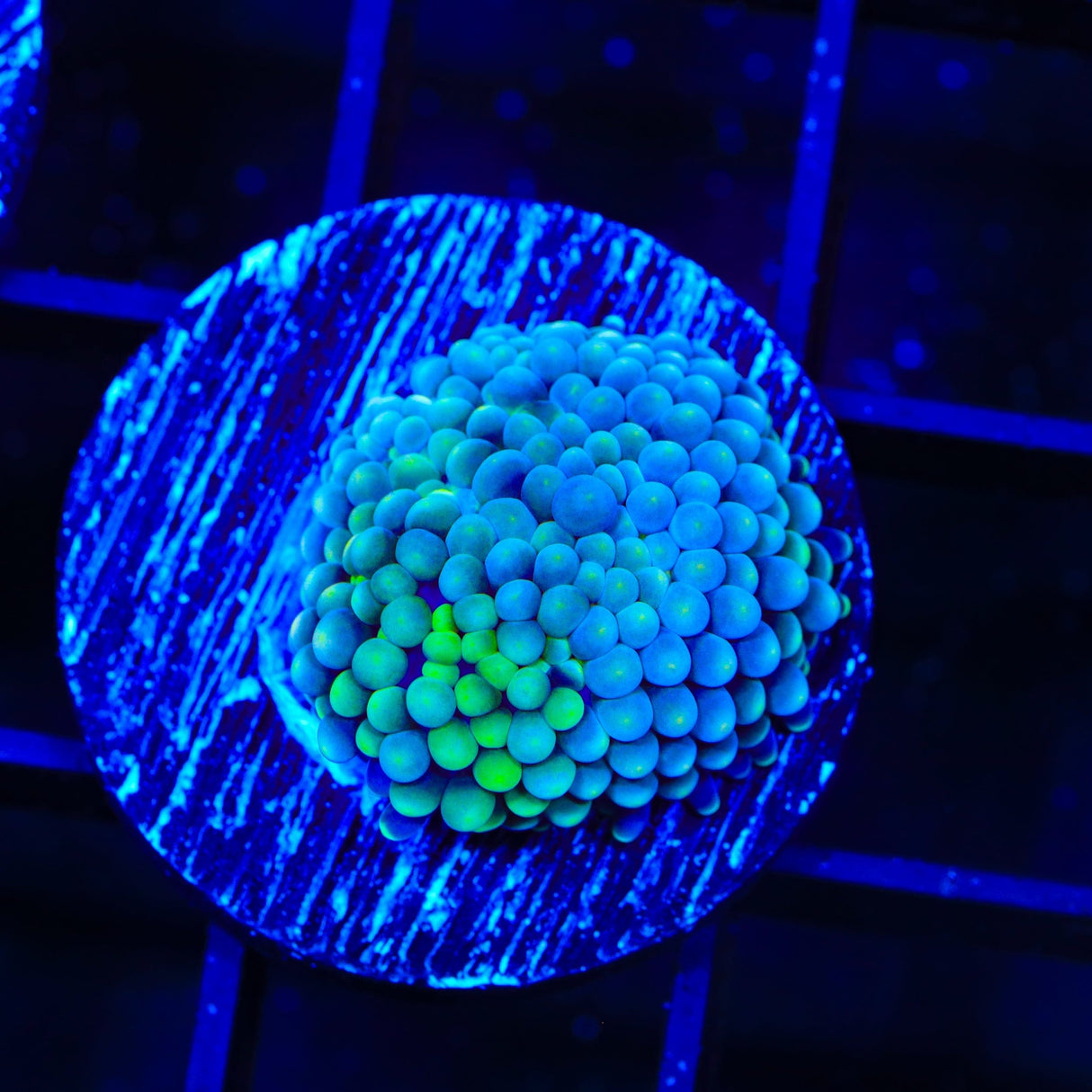 Rainbow Ricordea Coral