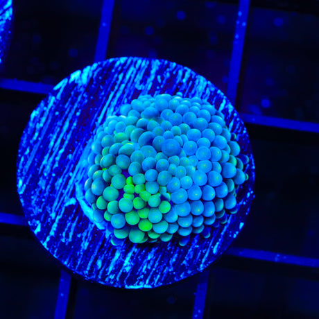Rainbow Ricordea Coral