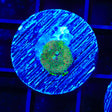 Rainbow Ricordea Coral