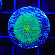 Rainbow Ricordea Coral
