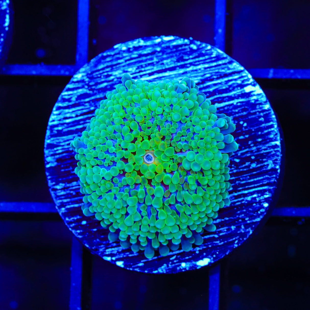 Rainbow Ricordea Coral