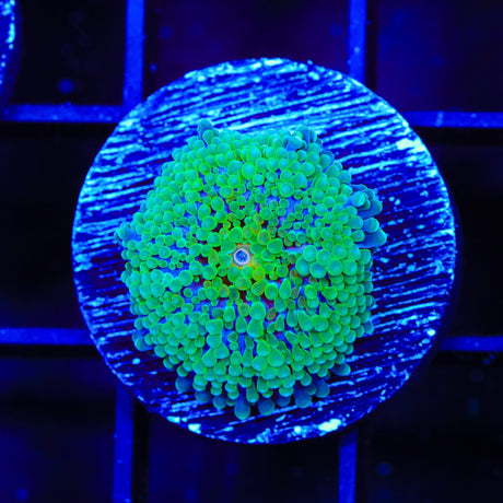 Rainbow Ricordea Coral