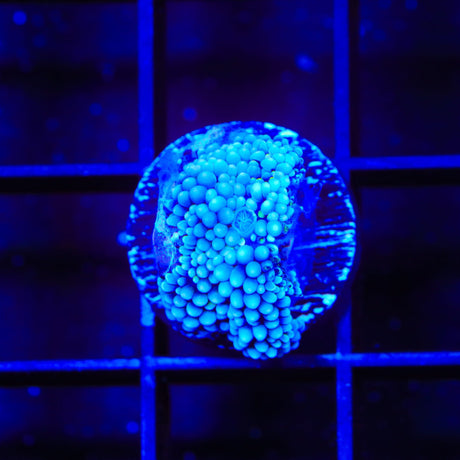 Rainbow Ricordea Coral
