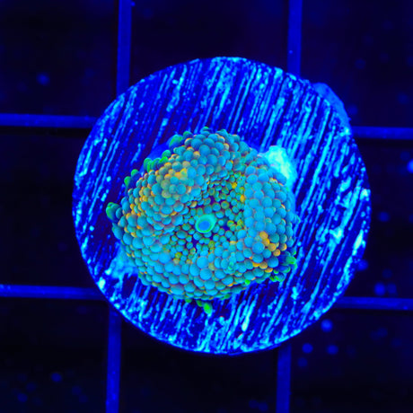 Rainbow Ricordea Coral