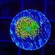 Rainbow Ricordea Coral