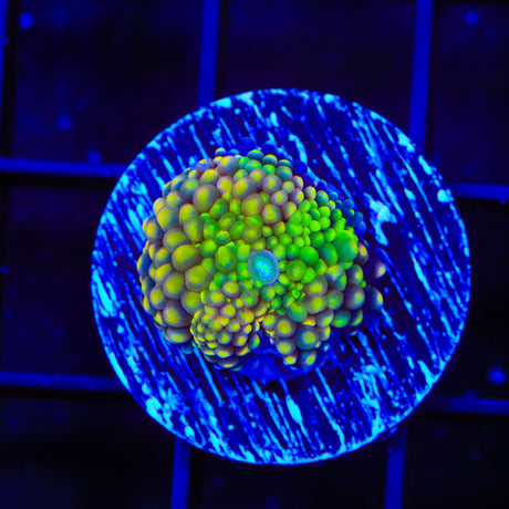 Rainbow Ricordea Coral