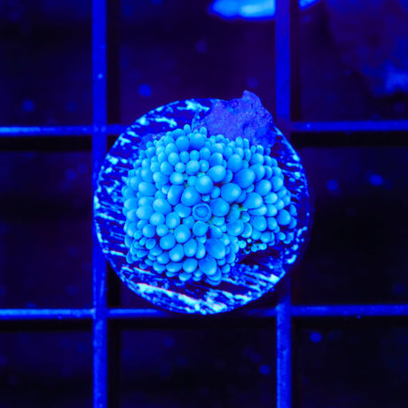 Rainbow Ricordea Coral