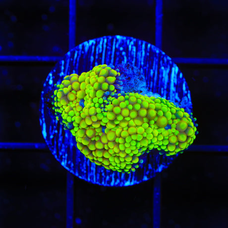 Rainbow Ricordea Coral