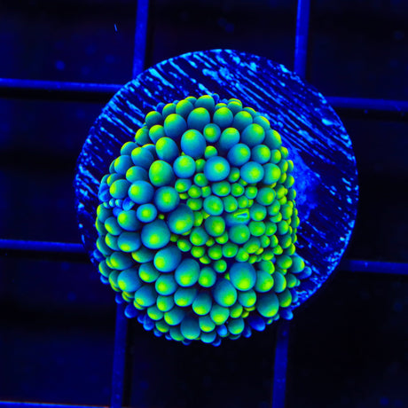 Rainbow Ricordea Coral