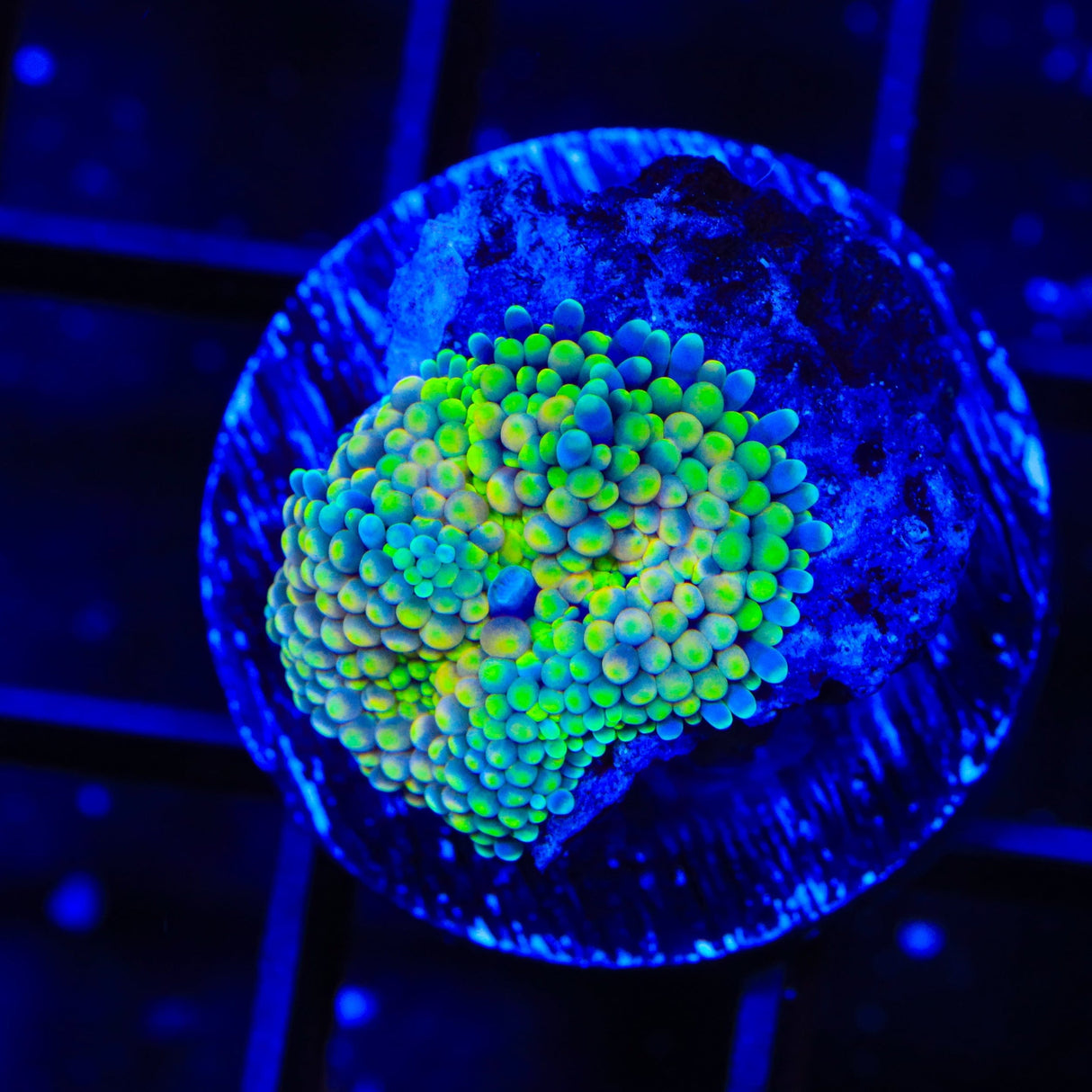 Rainbow Ricordea Coral