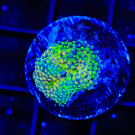 Rainbow Ricordea Coral
