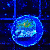 Rainbow Ricordea Coral