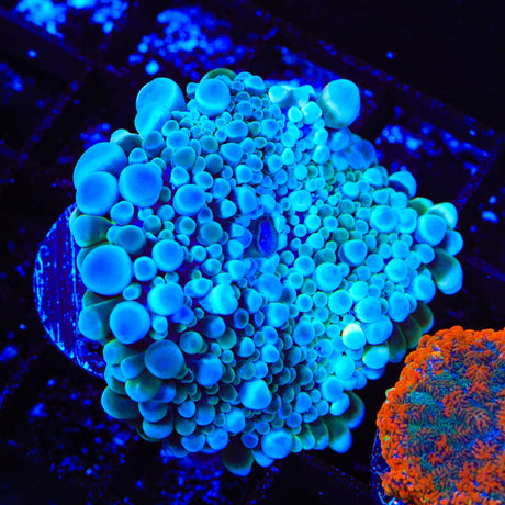 Rainbow Ricordea Coral