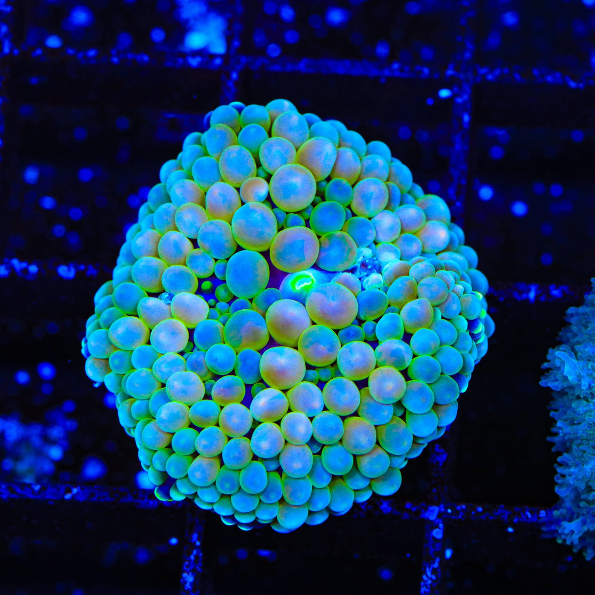 Rainbow Ricordea Coral