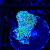 Rainbow Ricordea Coral