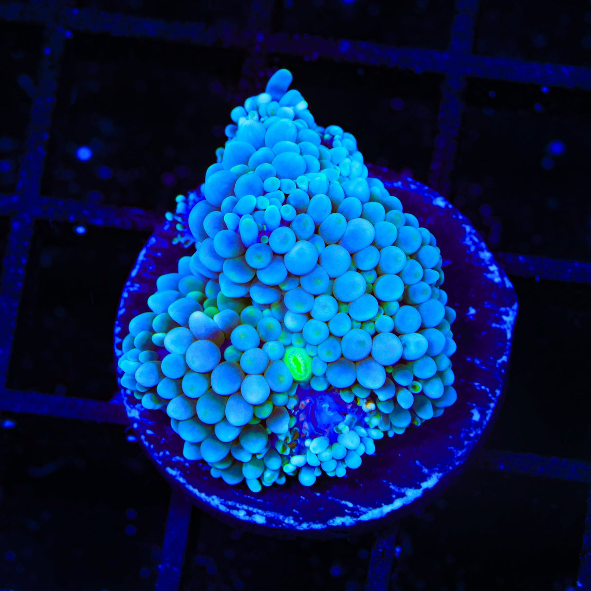 Rainbow Ricordea Coral