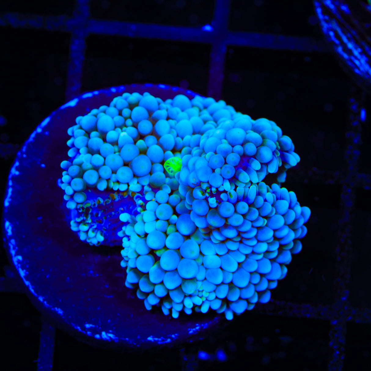 Rainbow Ricordea Coral
