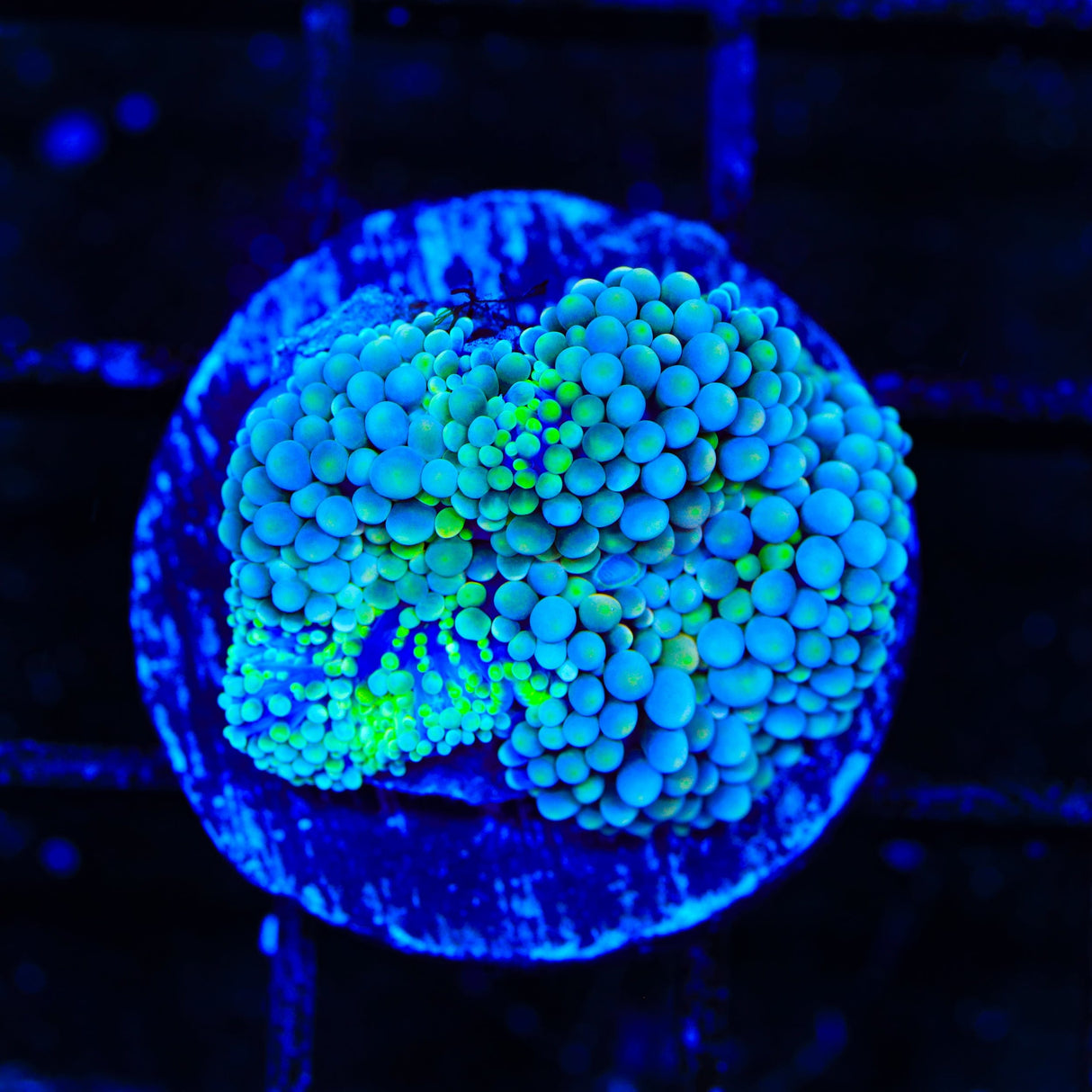 Rainbow Ricordea Coral