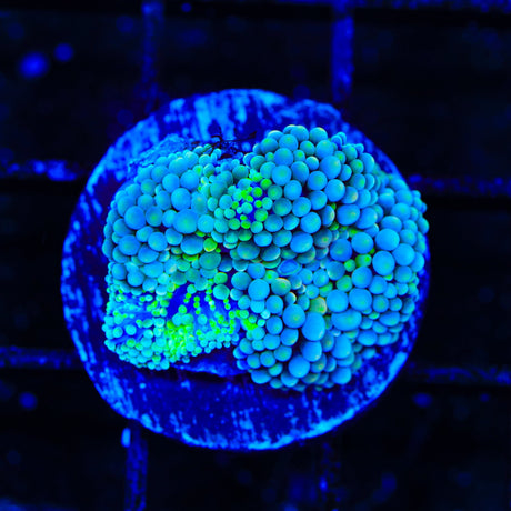 Rainbow Ricordea Coral