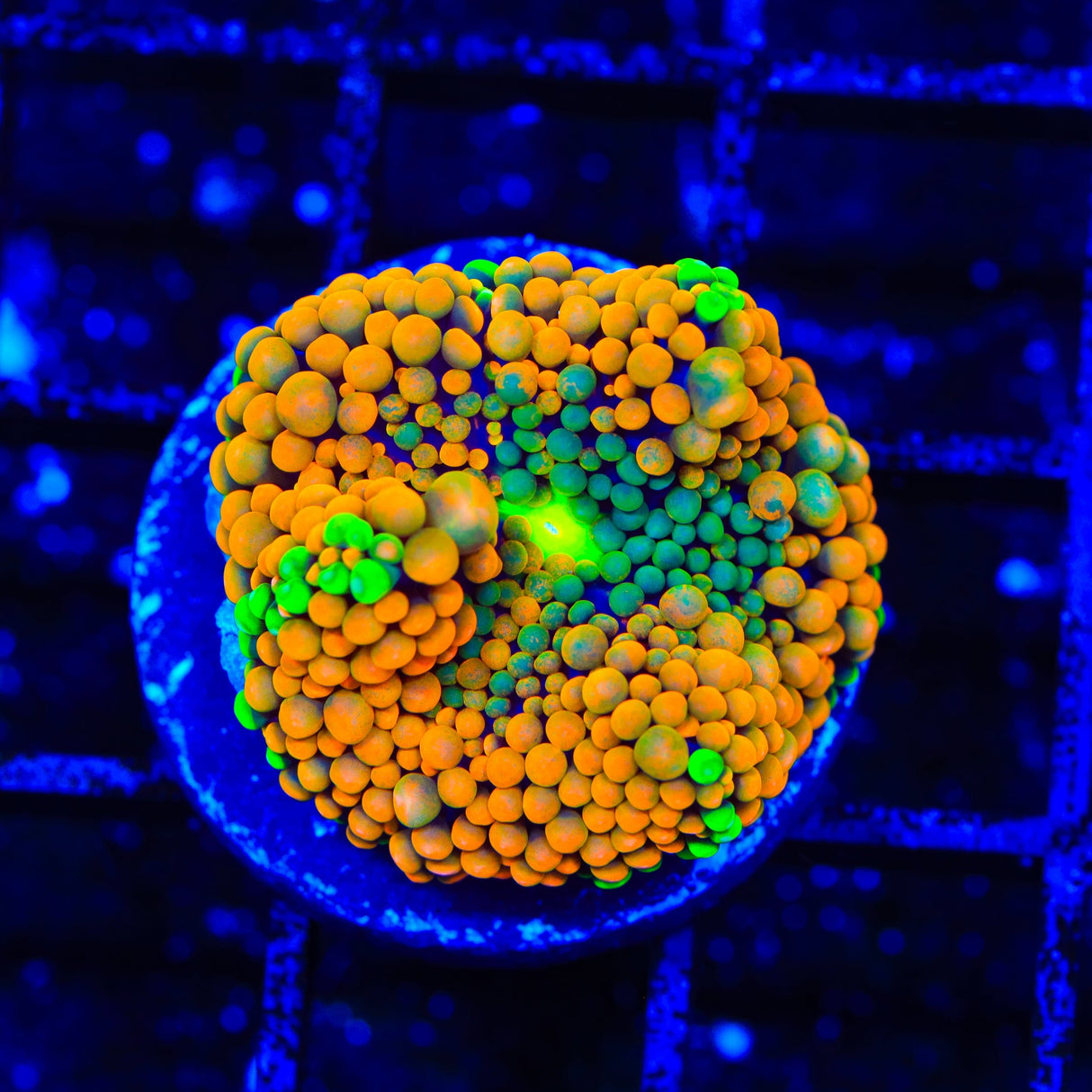 Rainbow Ricordea Coral