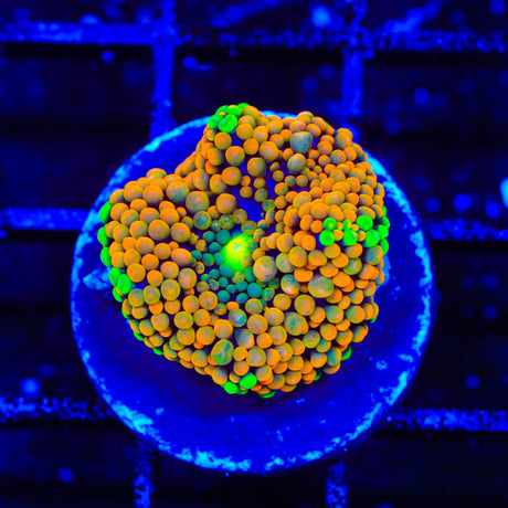 Rainbow Ricordea Coral