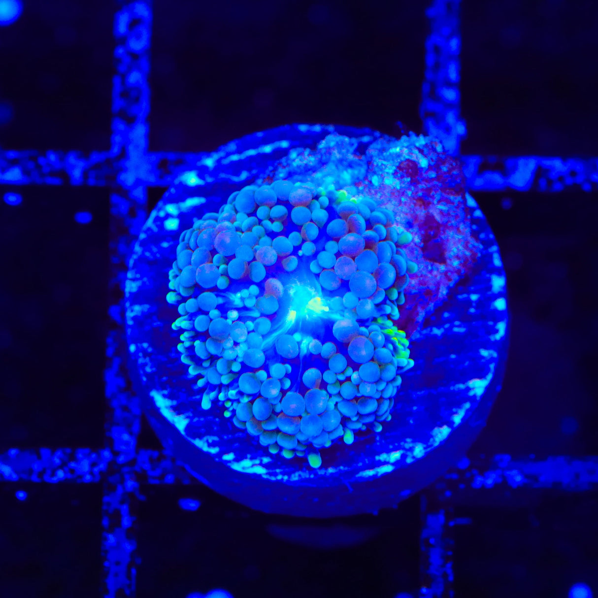 Rainbow Ricordea Coral