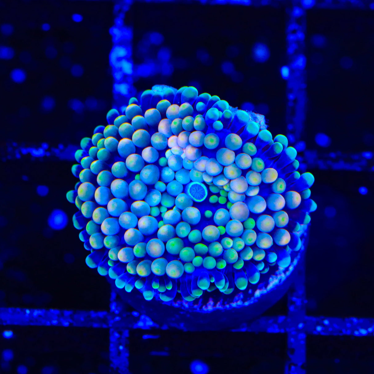 Rainbow Ricordea Coral