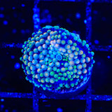 Rainbow Ricordea Coral