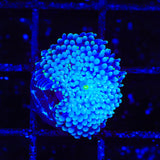 Rainbow Ricordea Coral