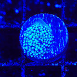 Rainbow Ricordea Coral