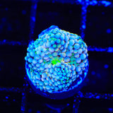 Rainbow Ricordea Coral