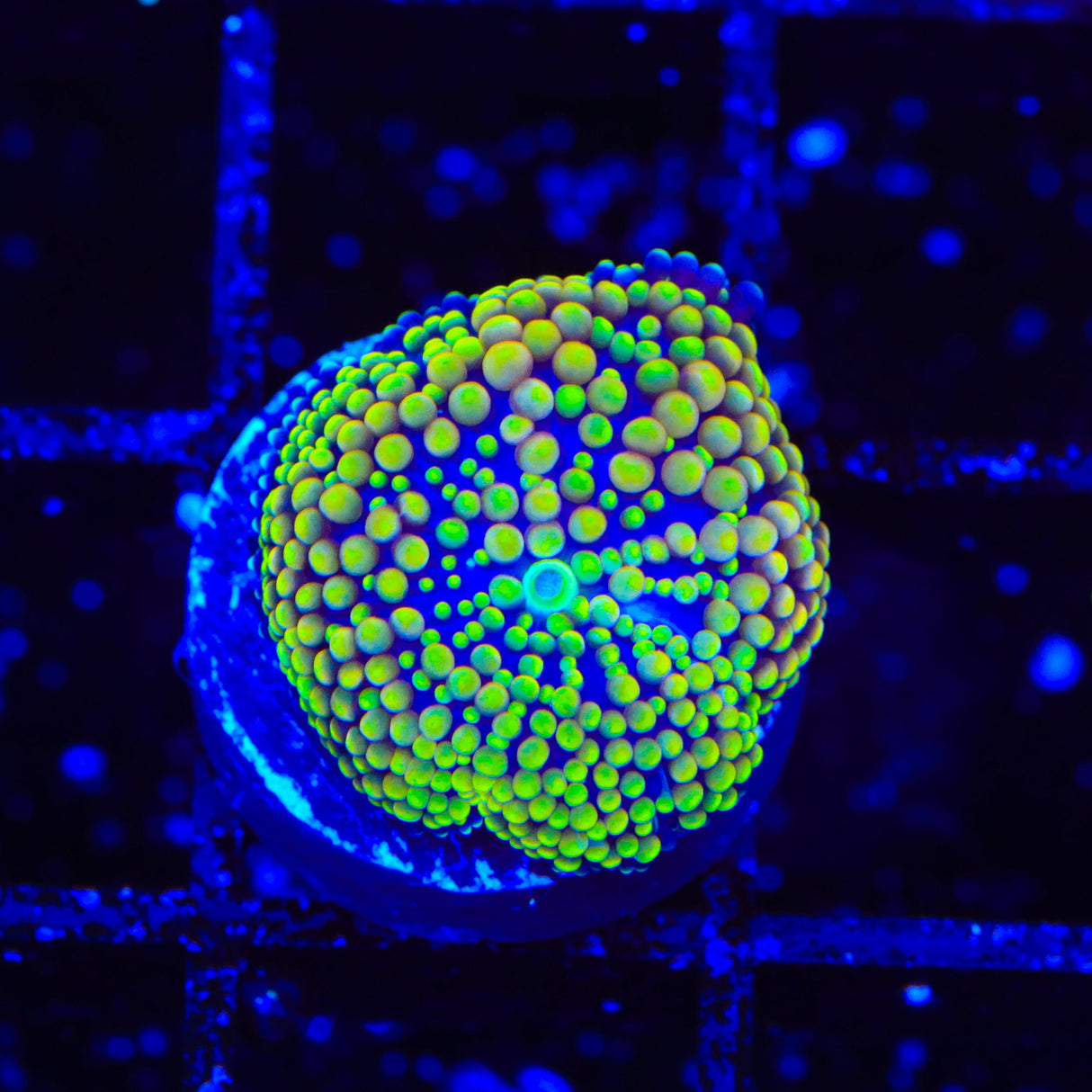 Rainbow Ricordea Coral