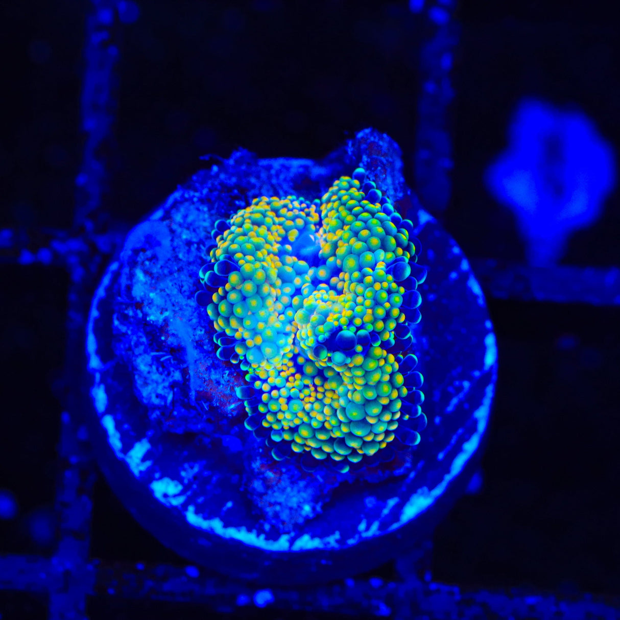 Rainbow Ricordea Coral