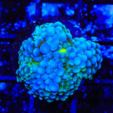 Rainbow Ricordea Coral