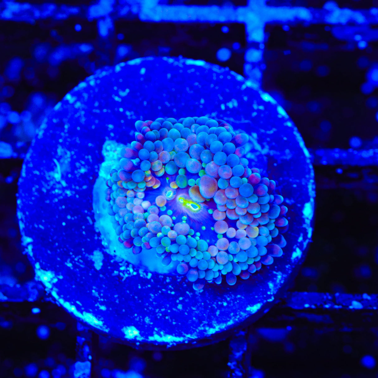 Rainbow Ricordea Coral