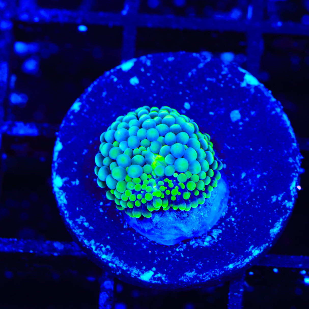 Rainbow Ricordea Coral