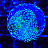 Rainbow Ricordea Coral