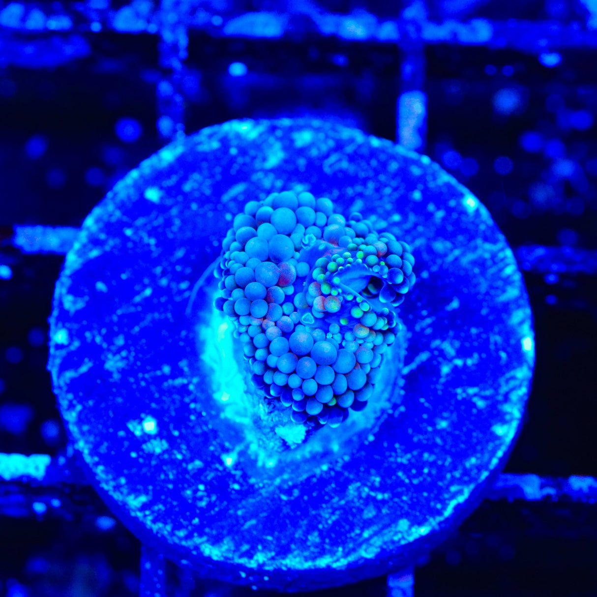 Rainbow Ricordea Coral