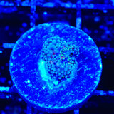 Rainbow Ricordea Coral