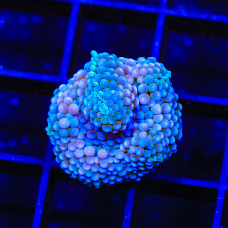 Rainbow Ricordea Mushroom Coral