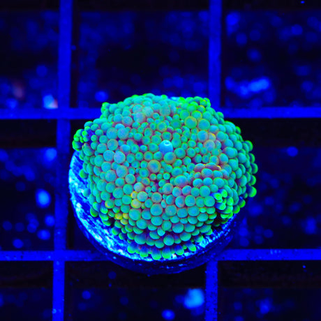 Rainbow Ricordea Mushroom Coral
