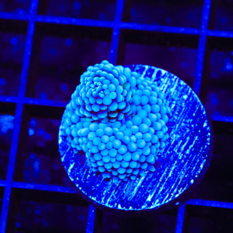 Rainbow Ricordea Mushroom Coral