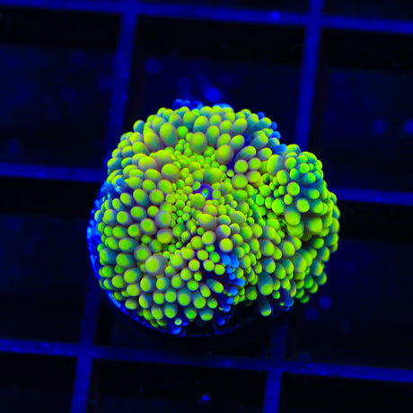 Rainbow Ricordea Mushroom Coral