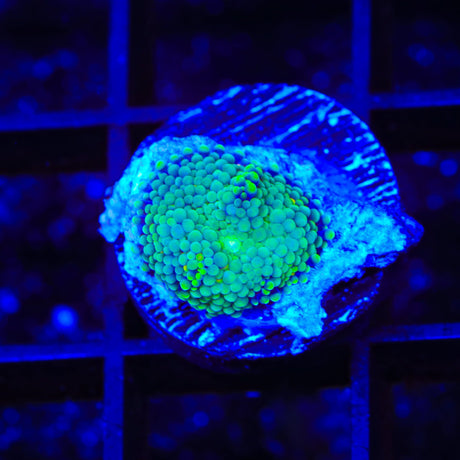 Rainbow Ricordea Mushroom Coral
