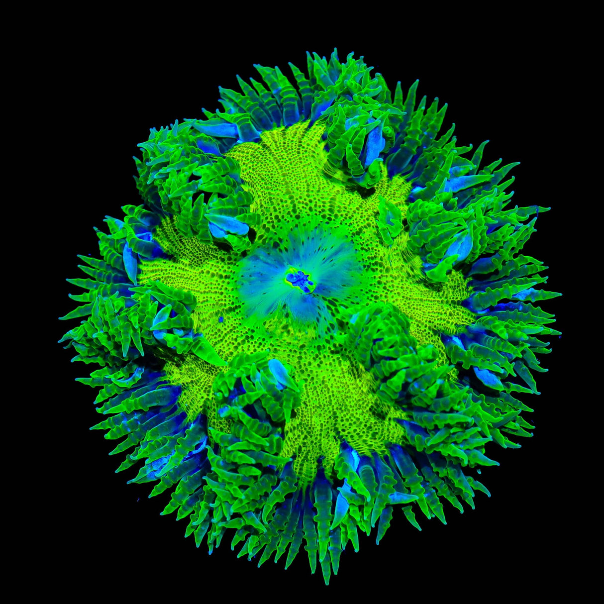 Rainbow Rock Flower Anemone