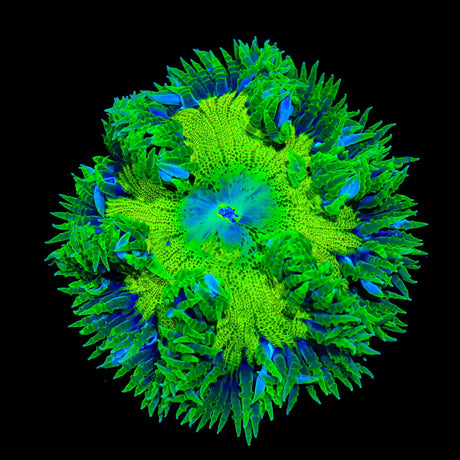 Rainbow Rock Flower Anemone