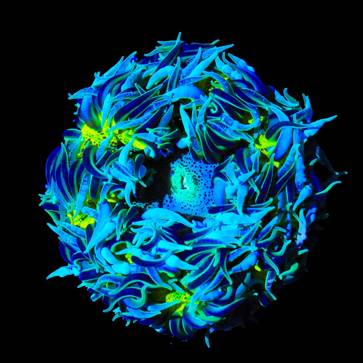 Rainbow Rock Flower Anemone