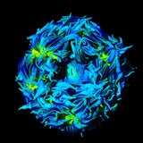 Rainbow Rock Flower Anemone