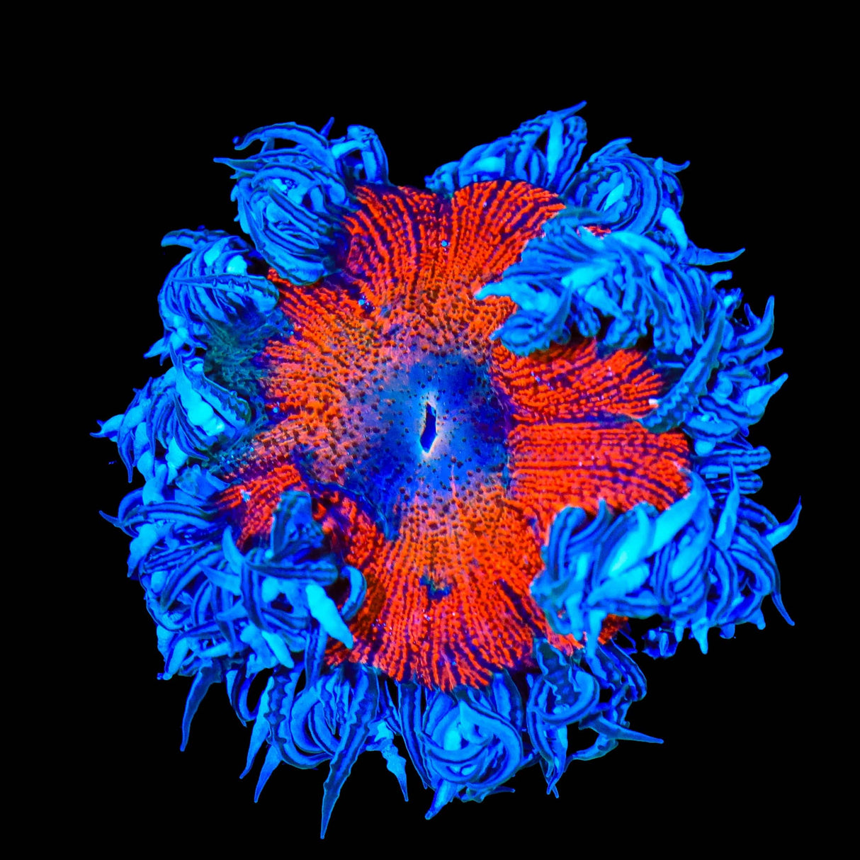 Rainbow Rock Flower Anemone